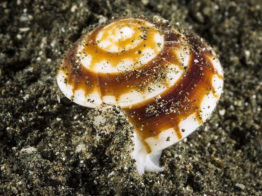 Psilaxis radiatus